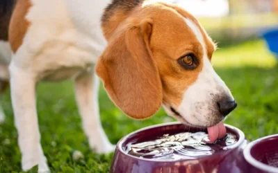 Wash Your Pet’s Dishes After Every Single Use, Seriously