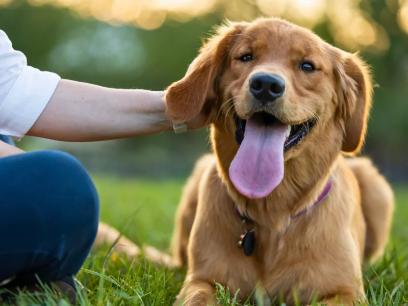 happy dog laying in grass with its tongue out while owner sits besides them petting their head