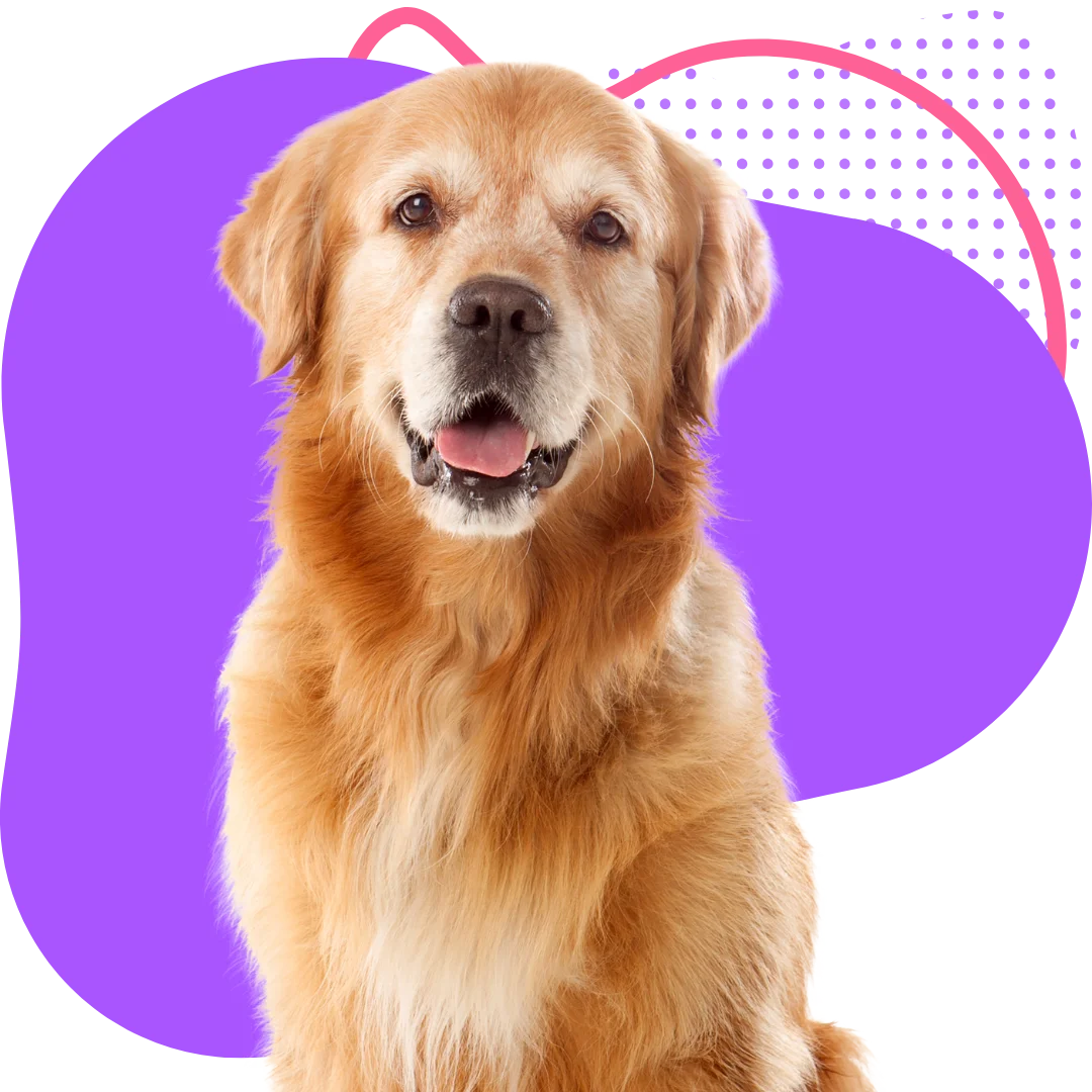 older golden retriever sitting with a colorful abstract background