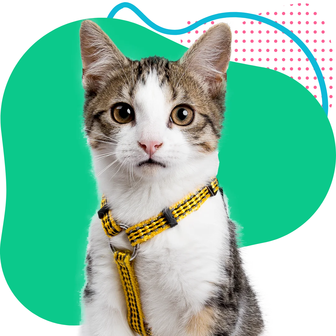 young cat with a yellow harness sitting with a colorful abstract background