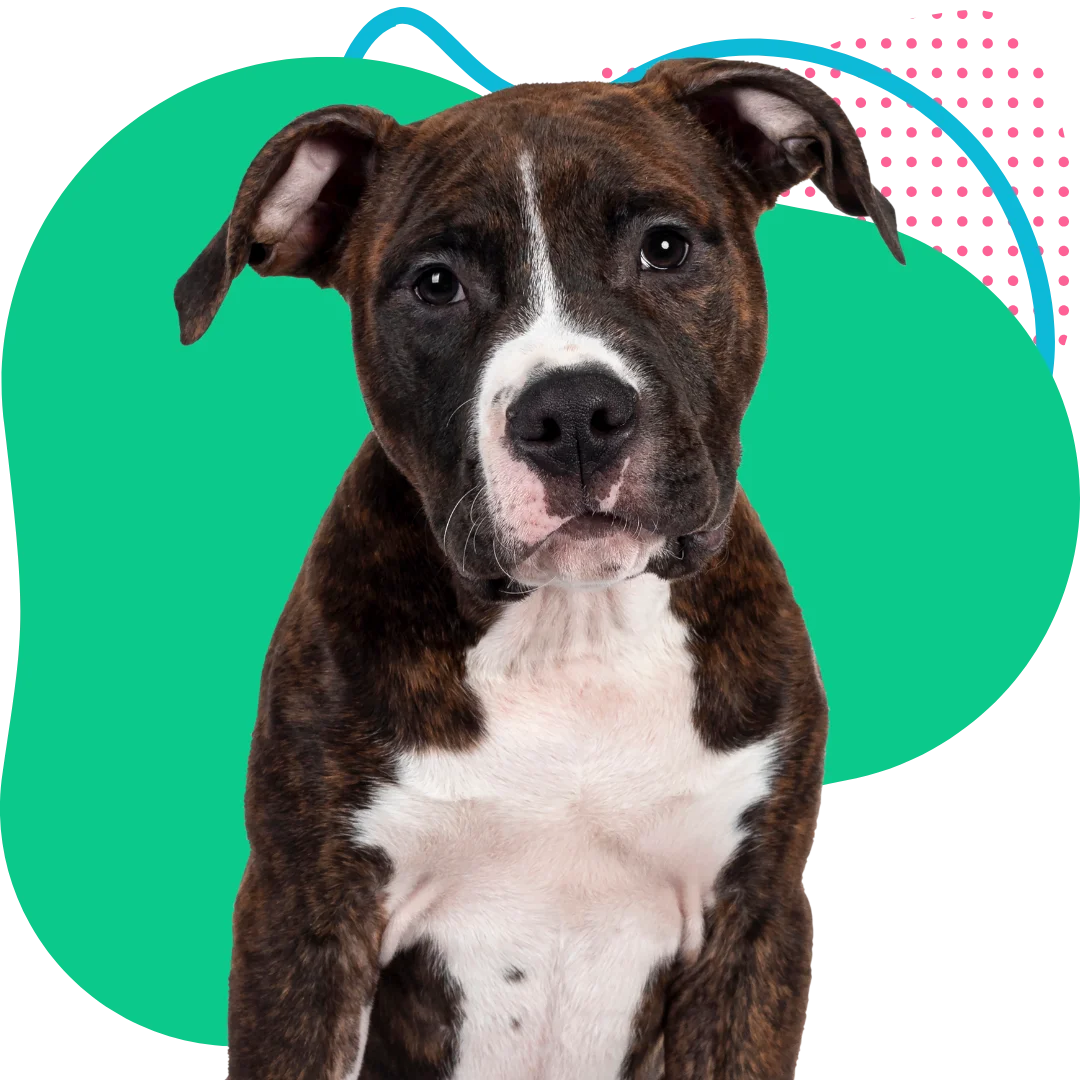 brindle dog sitting with a colorful abstract background