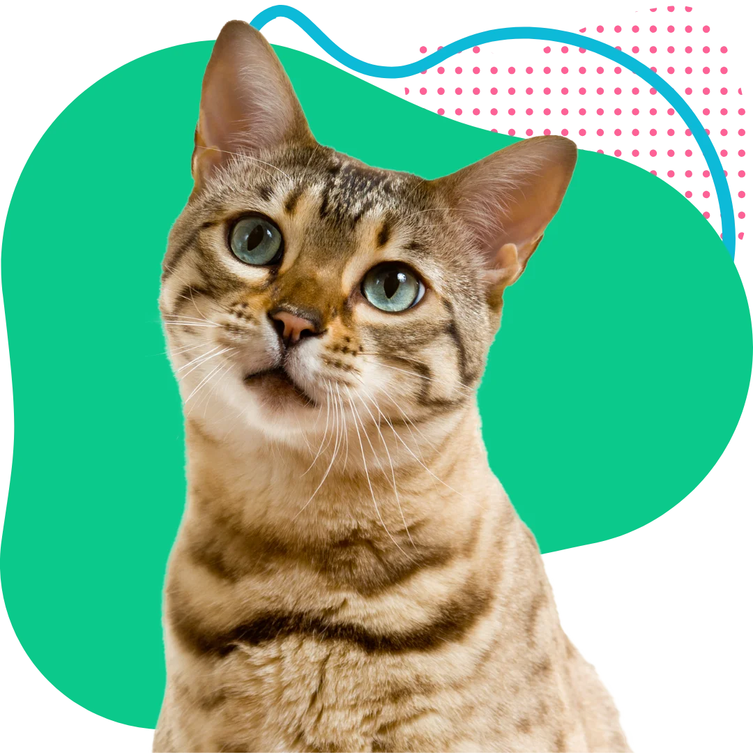 striped cat with green eyes sitting with a colorful abstract background