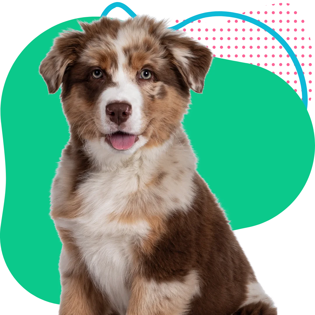 cute brown Australian shepherd puppy sitting with a colorful abstract background