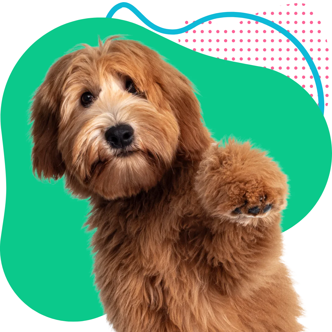 Goldendoodle dog raising its paw with a colorful abstract background